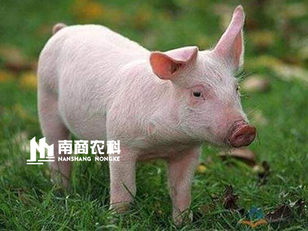 現(xiàn)代規(guī)模化豬場(chǎng)設(shè)計(jì)與管理，場(chǎng)長(zhǎng)必修課！