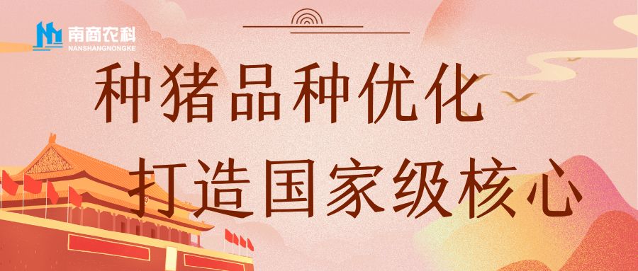 打造國家級核心種豬：從品種優化出發