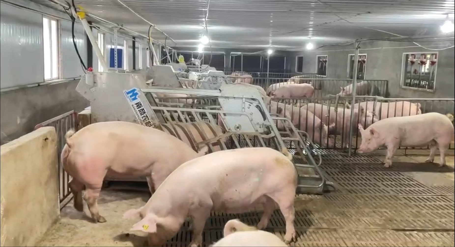 養豬產業小群養模式的科學性